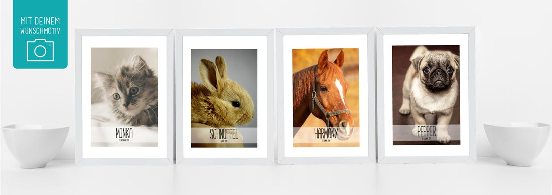 Unsere neue Kategorie “HUND, KATZE & CO. – Jetzt sind unsere Haustiere an der Reihe!