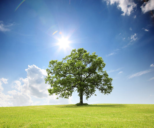 Umwelt geht uns alle an!, -Update 2018-
Uns ist bewusst, dass jedes Unternehmen die Umwelt belasten kann. Wir möchten die Auswirkung so gering wie möglich halten!, Copyright: 321geschenke.de